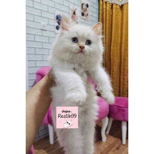 Harga Anak Kucing Anggora Terbaru November 2021  BigGo Indonesia