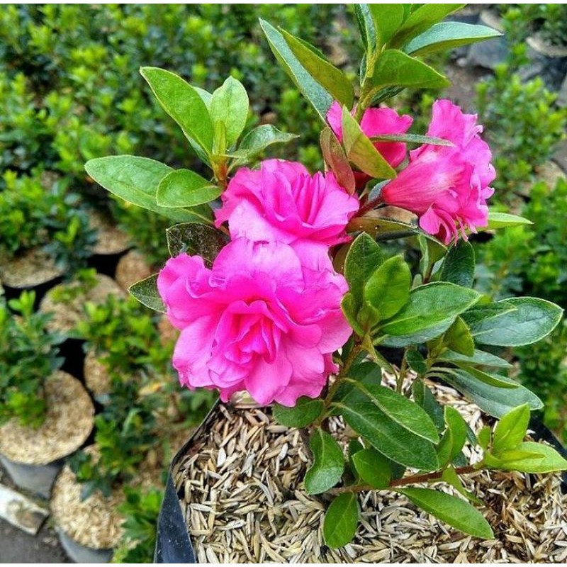 Bunga azalea, bibit tanaman azalea, Tanaman hias bunga azalea