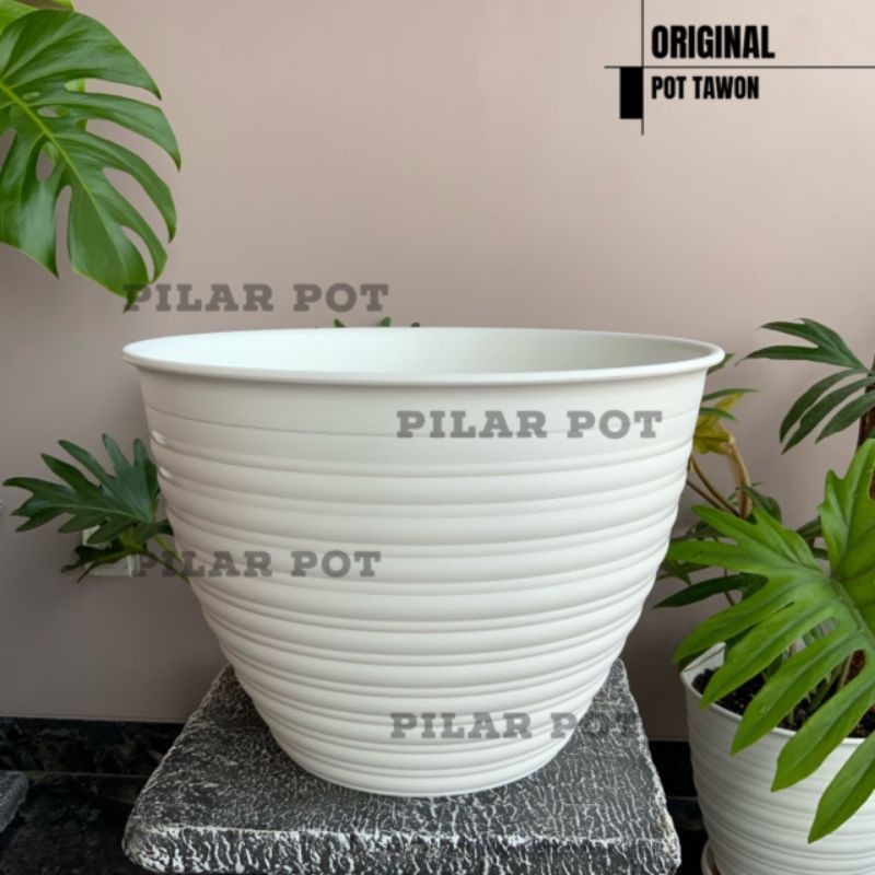 Pot bunga tanaman tawon putih 35 cm - tawon asli