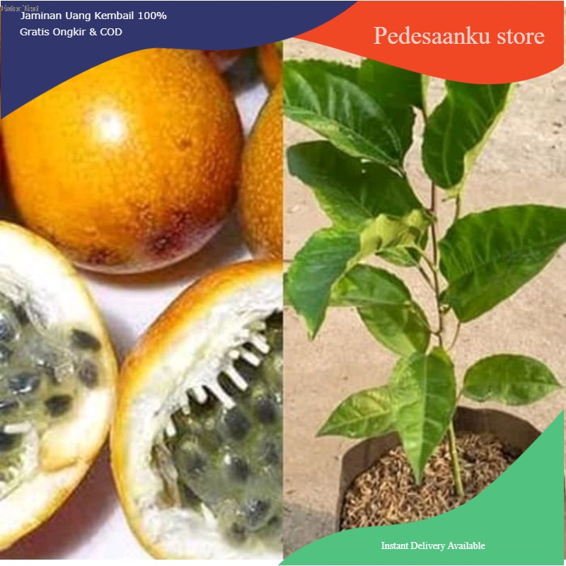 Bibit pohon buah markisa - bibit markisa