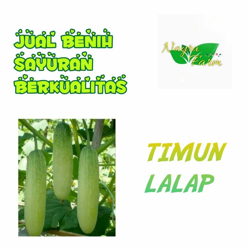 Benih Bibit Timun Lalap Hijau Benlebat Sayuran Mentimun Bintang Asia