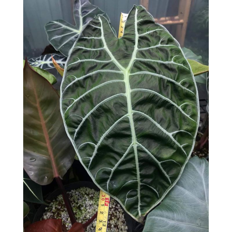 alocasia watsoniana glossy  sp kalsel bertunas dan berdaun