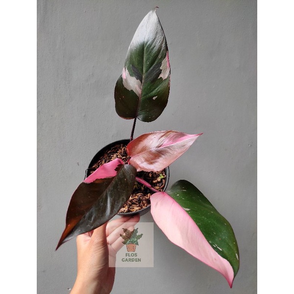 Philodendron Pink Princess