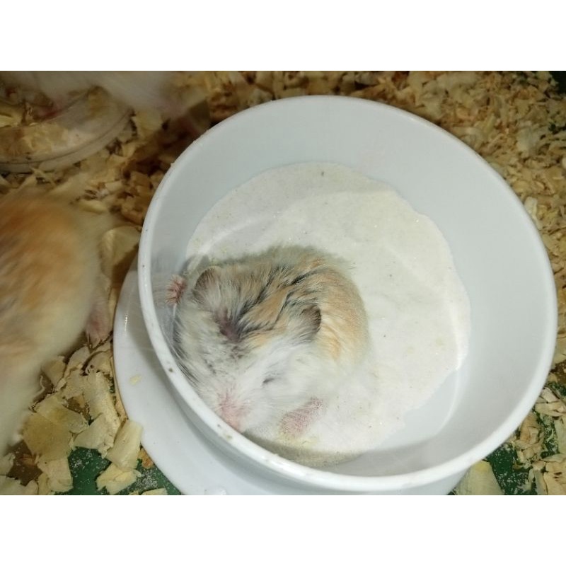 Hamster Roborovski (Surabaya only)
