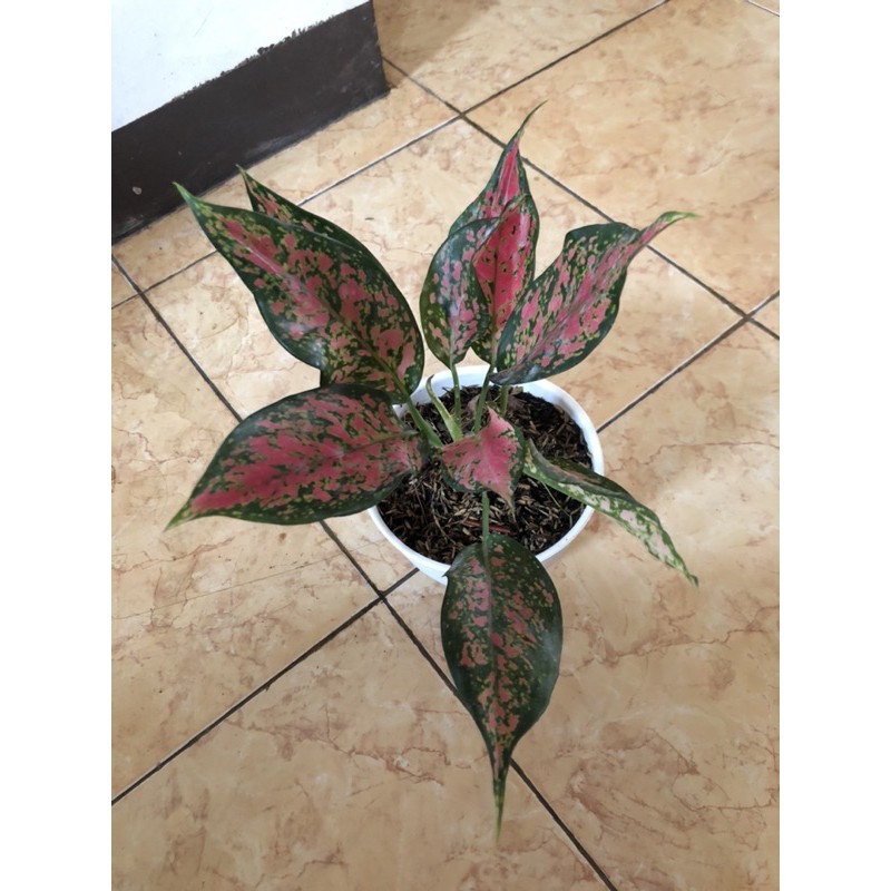 Aglaonema Ruby Batik