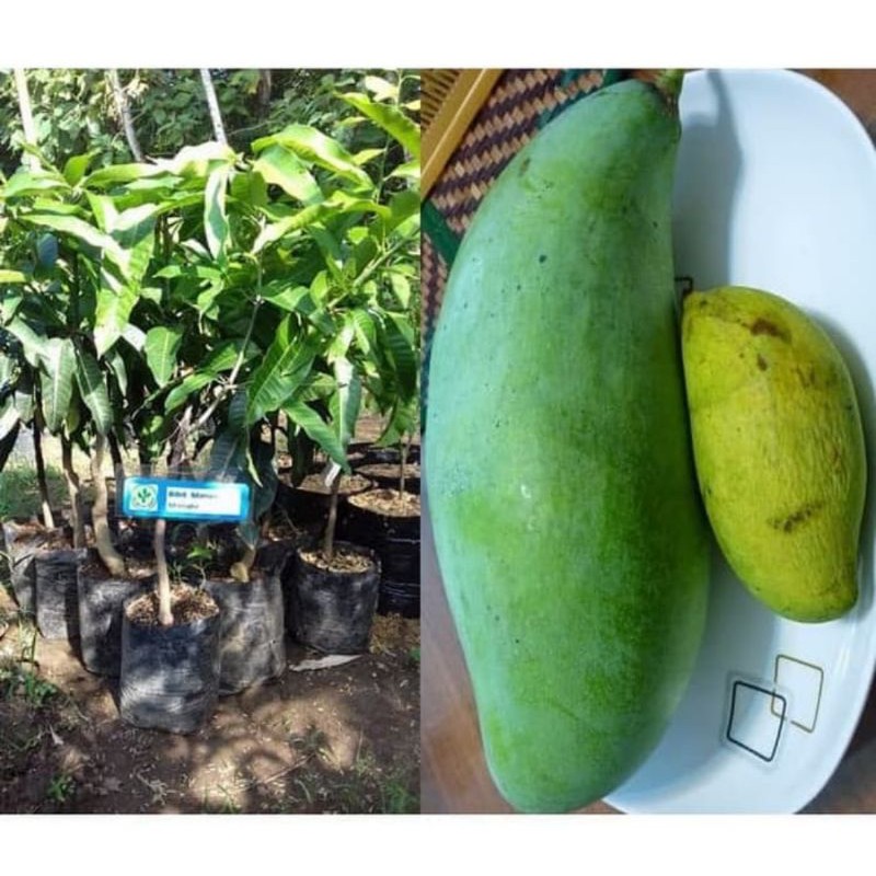 bibit mangga mahatir | pohon mangga mahatir