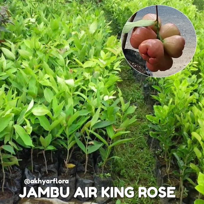 @_$ BIBIT JAMBU AIR KING ROSE TANAMAN BUAH JAMBU AIR KING ROSE @#