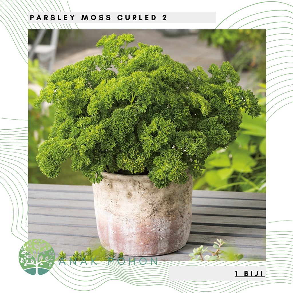 Benih Bibit Biji - Parsley Moss Curled 2 Herb Seeds - IMPORT