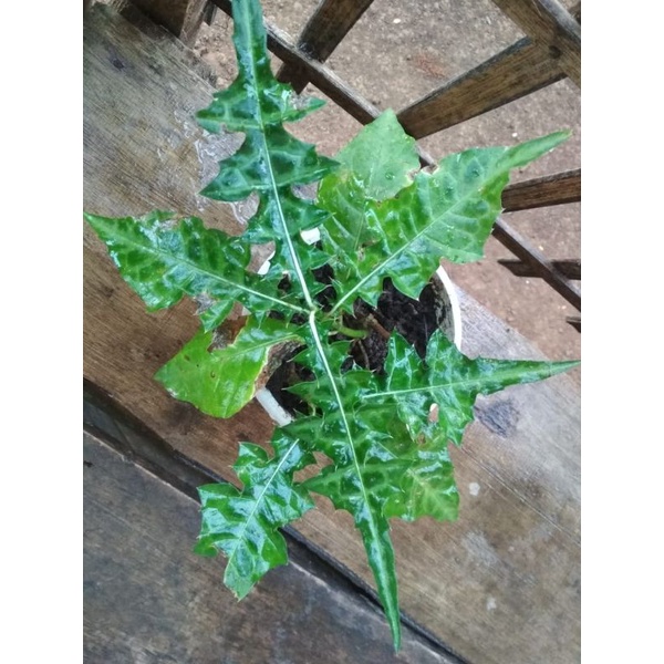 Bibit tanaman daun daruju/obat herbal tangkur buaya