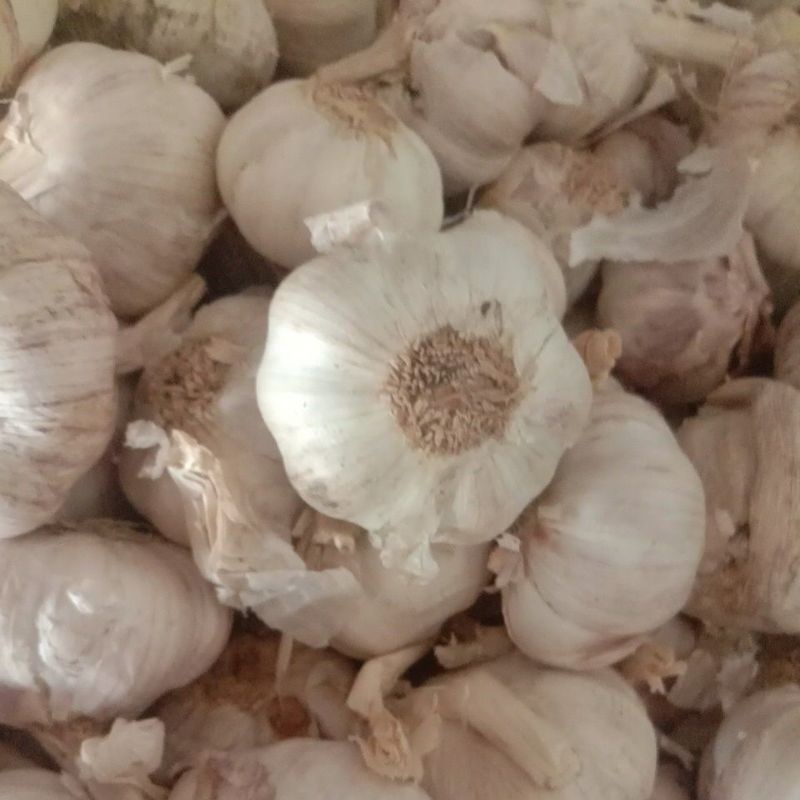 

bawang putih honan 1kg