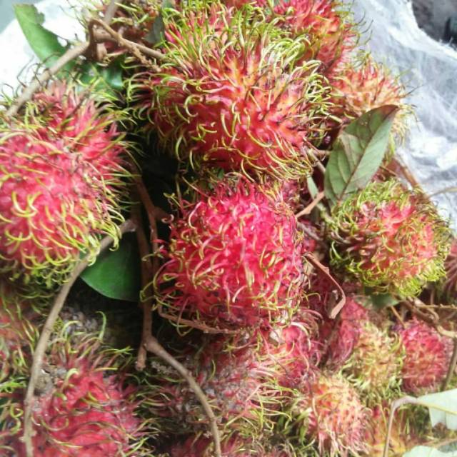 

Rambutan binjai