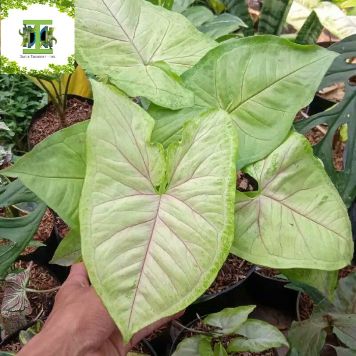 Tanaman hias syngonium yellow-pohon syngonium yellow