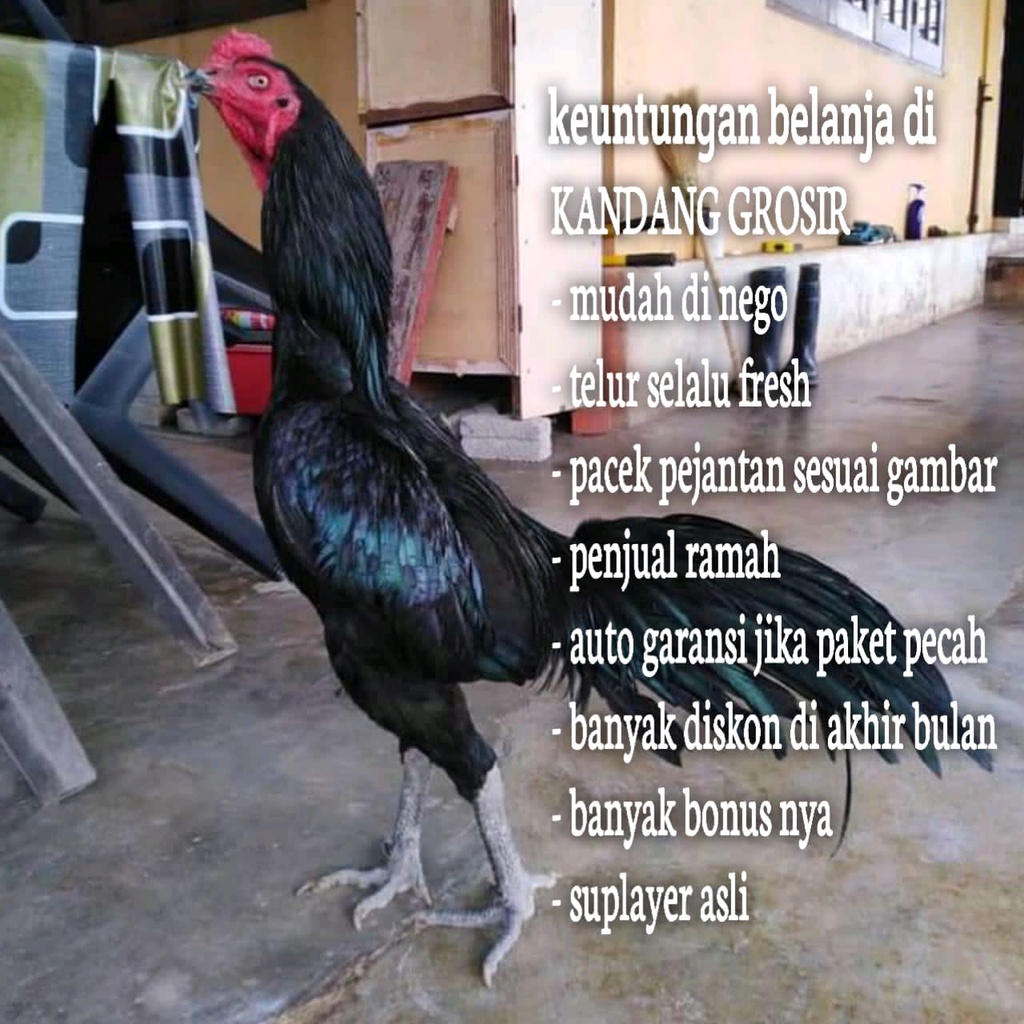 ayam bangkok juara asli aduan black tehnik thailand telur fertil
