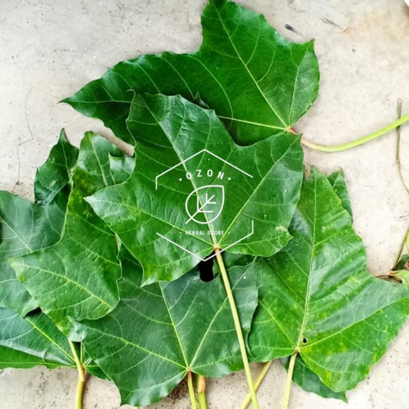 

Daun Kemiri Segar Fresh 1Kg Murah