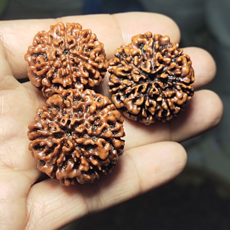 RUDRAKSHA JENITRI ORIGINAL RUDRAKSHA