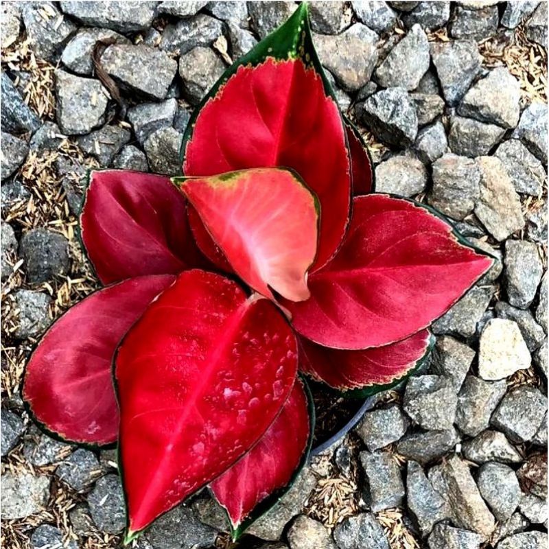 anakan aglonema sukson compakta