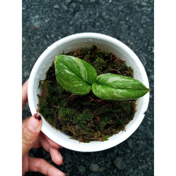 skindapsus moonlight varigata langka