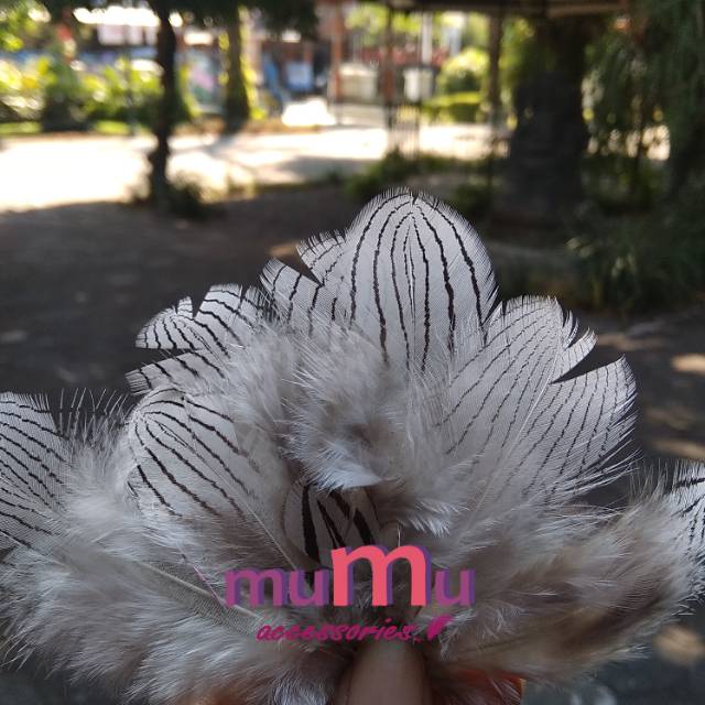 Bulu hias ( 10 helai )