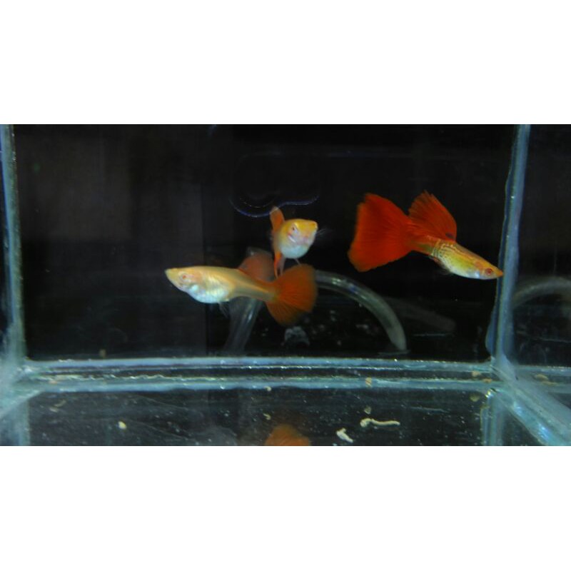 Albino Snake Skin Red Tail Big Dorsal