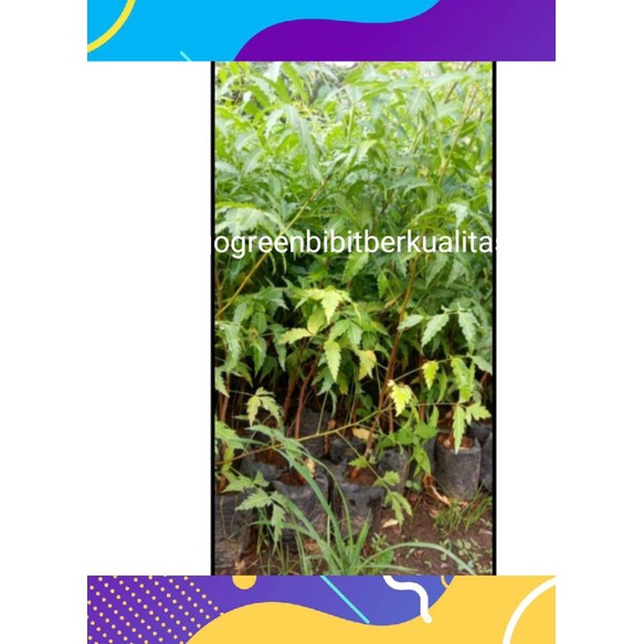 bibit mimba super (bisa cod)Bibit tanaman herb al daun mimba OBAT/daun mimba banyak manfaatt-1
