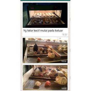 MESIN TETAS TELUR FULL OTOMATIS KAPASITAS 50 BUTIR PENETAS TELUR OTOMATIS