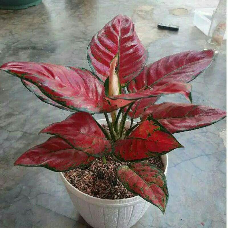 Aglonema Red Anjamani Jumbo