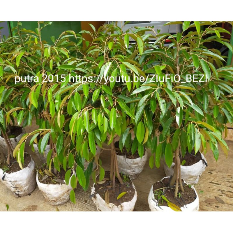 Dongkelan Durian Bhineka Bawor Asli