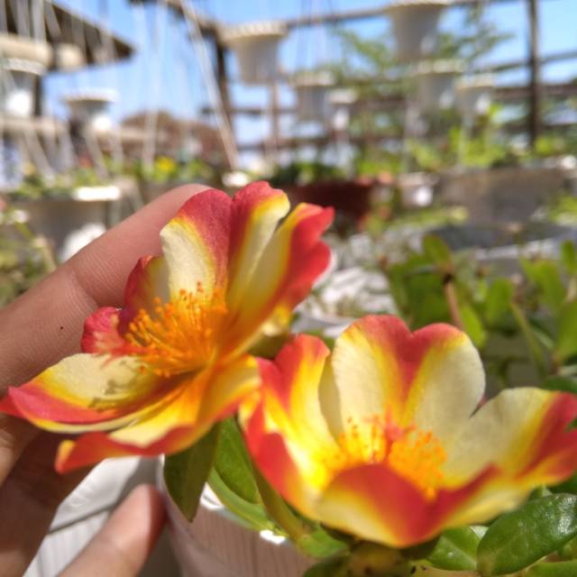 sari_laras50