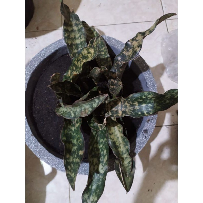 sansivera kirkii var pulchra coopertone original Sanseviera sanse sansevieria lidah mertua brown ori