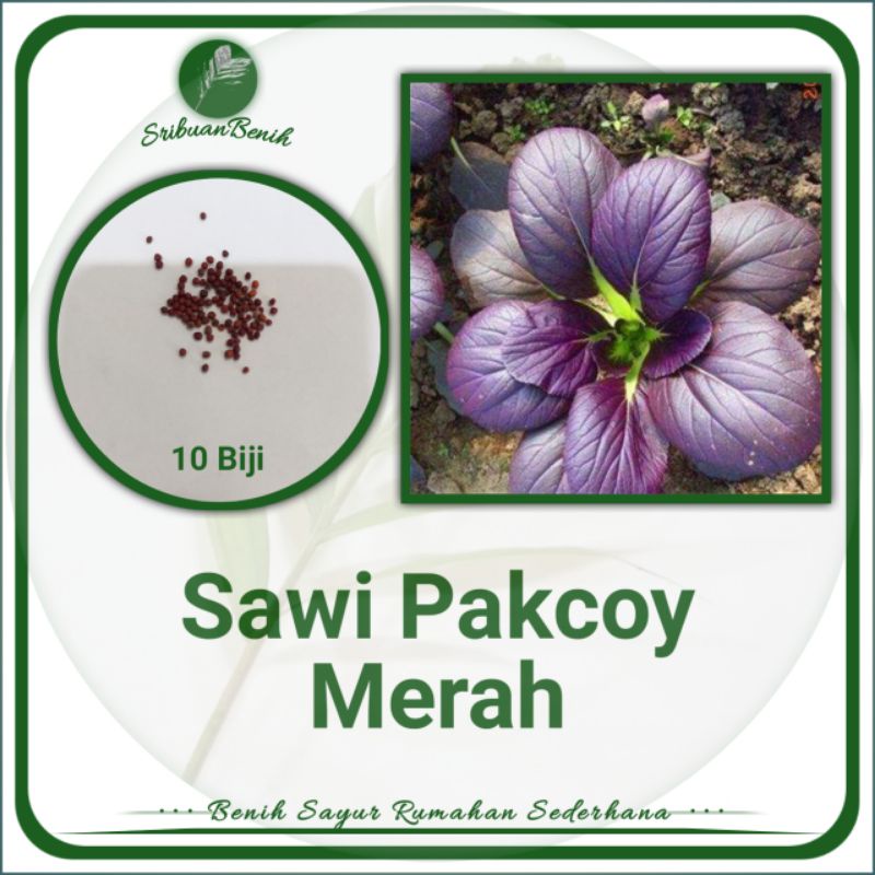 10 Biji benih Pakcoy Merah Ungu Bibit Sayuran Sawi Pakcoy Sawi Sendok