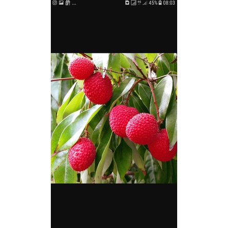 BIBIT TANAMAN BUAH LECI MERAH UNGGUL