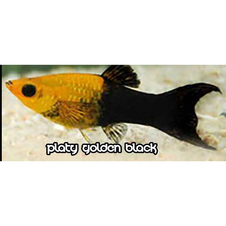 ikan platy golden black molly double tail uk. L indukan  aquarium,kolam & aquascape ( GOJEK ONLY )