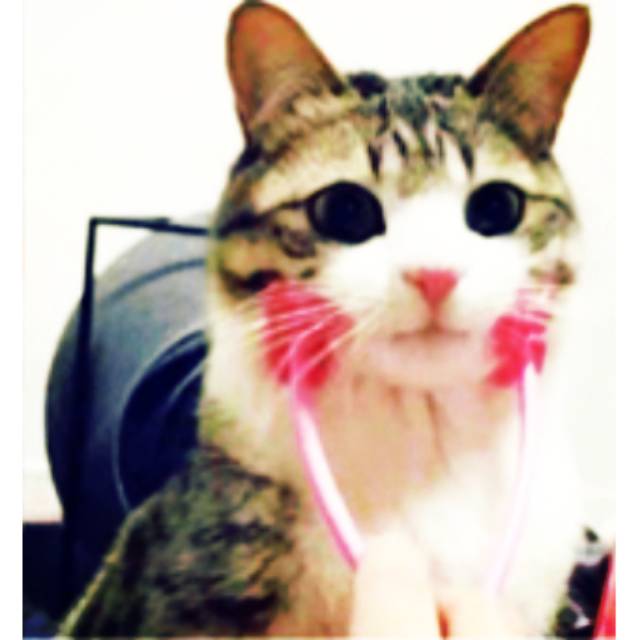  Alat  pijat wajah leher kucing  anjing massage hewan  