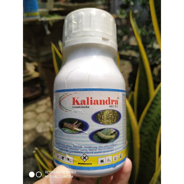KALIANDRA 482EC 200 ML Insektisida Belalang dan Ulat Grayak
