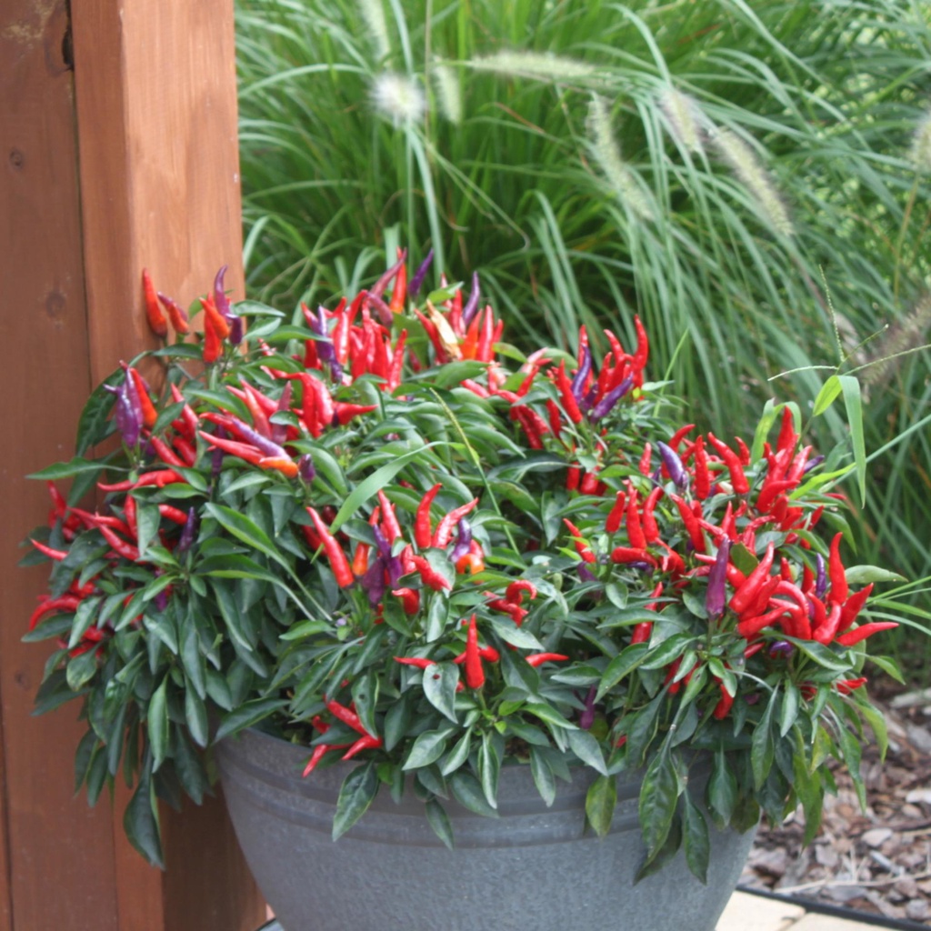 benih bibit cabe hias sangria