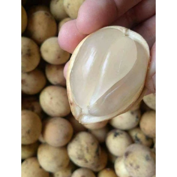 

Buah dukuh palembang asli manis