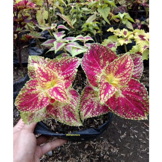 Miana Cinta Premiun Tanaman Hias Miana Premium Berakar