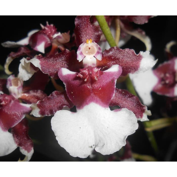 Oncidium Heaven Scent Redolence