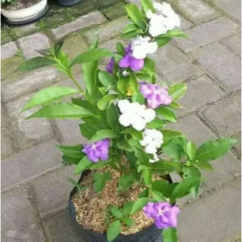 Tanmana bunga melati costa Pohon bunga melati costa