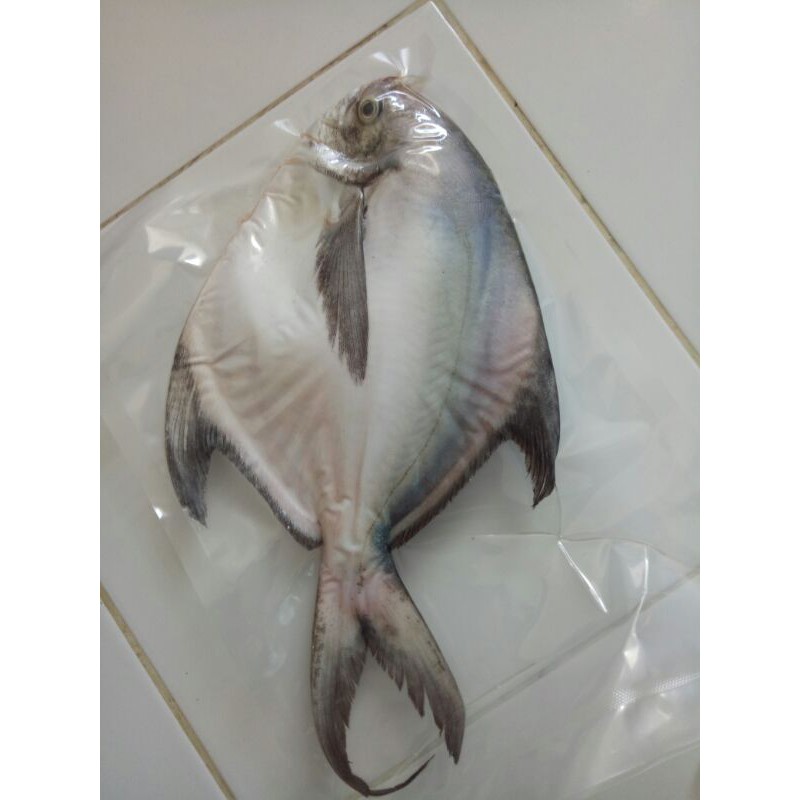 

bawal putih frozen qualitas premium