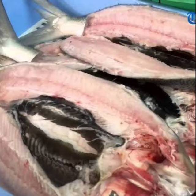 

Ikam bandeng jumbo filet 1 kg