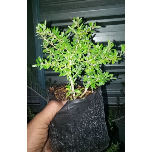 Bibit Saeng Simbur Super Mikro Vietnam