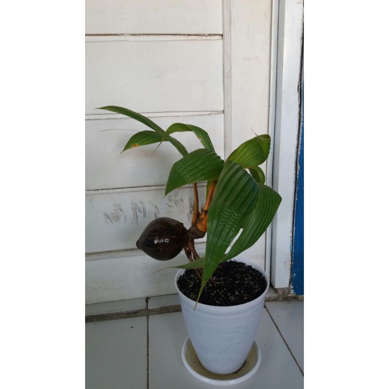 Bonsai kelapa gading orange
