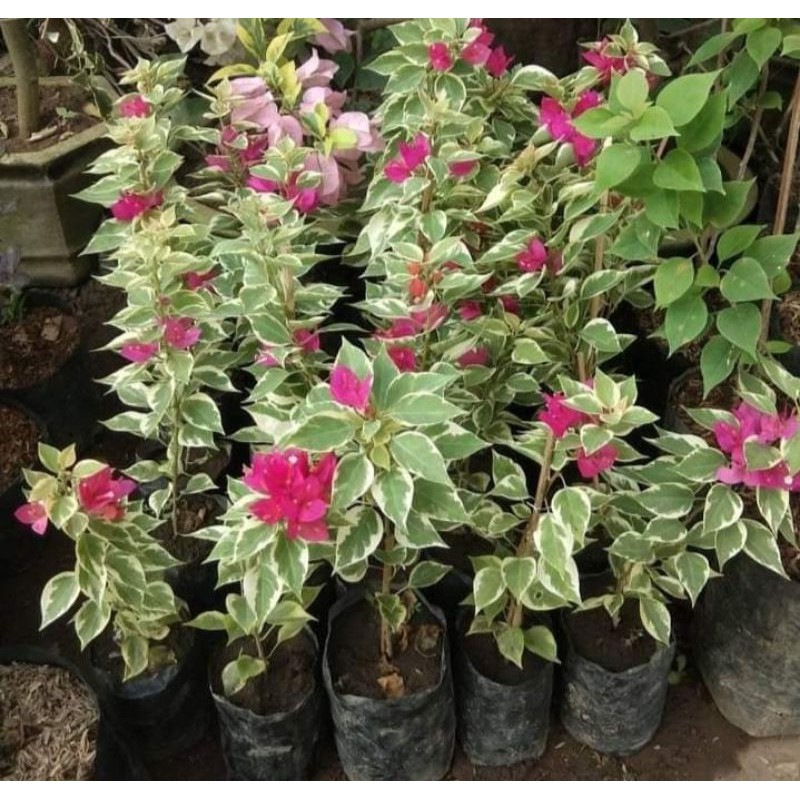 bibit bunga bugenvil Singapura / bunga kertas varigatA pink