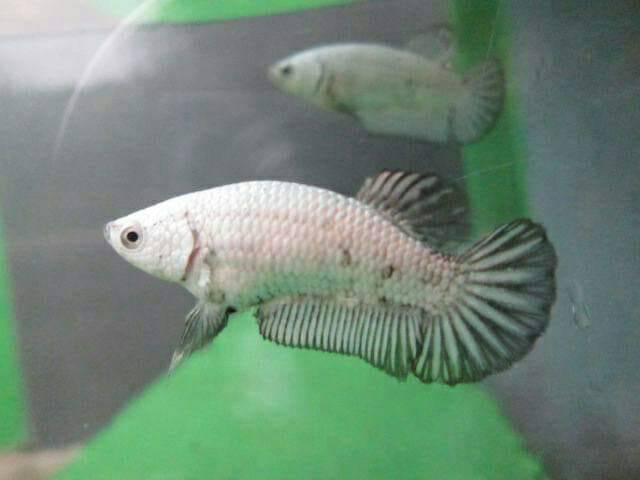 740 Koleksi Gambar Ikan Cupang Black Dragon Gratis Terbaik