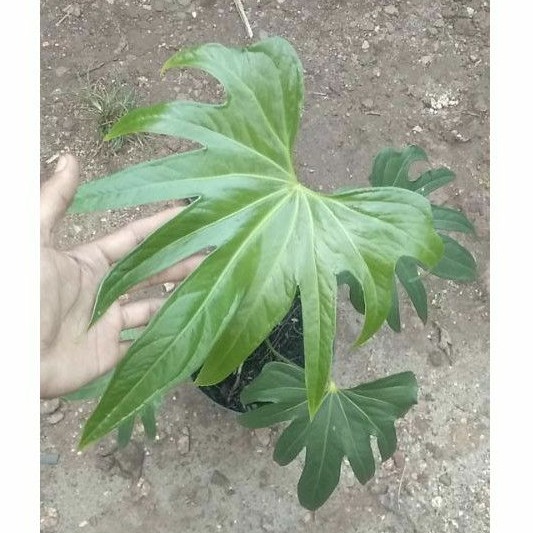 Anthurium pedatoradiatum - anthurium jari