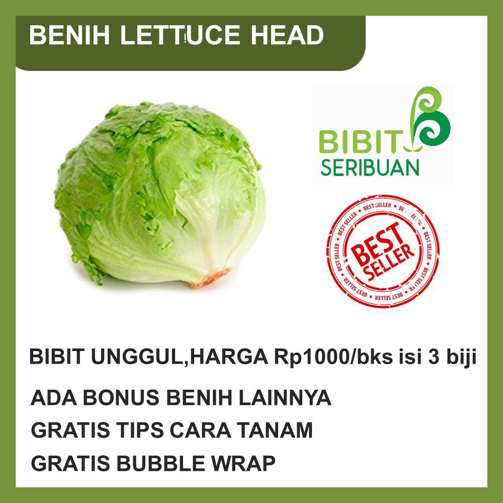 BENIH LETTUCE