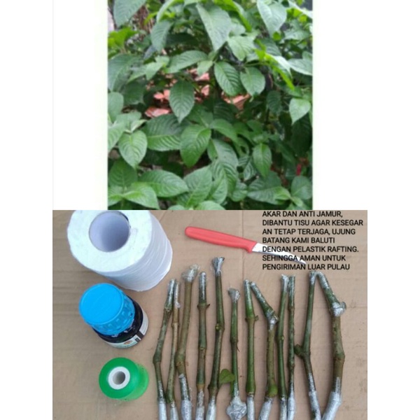 BIBIT TRICHANTERA GIGANTEA BATANG TRICHANTERA GIGANTEA KETUM AYAM