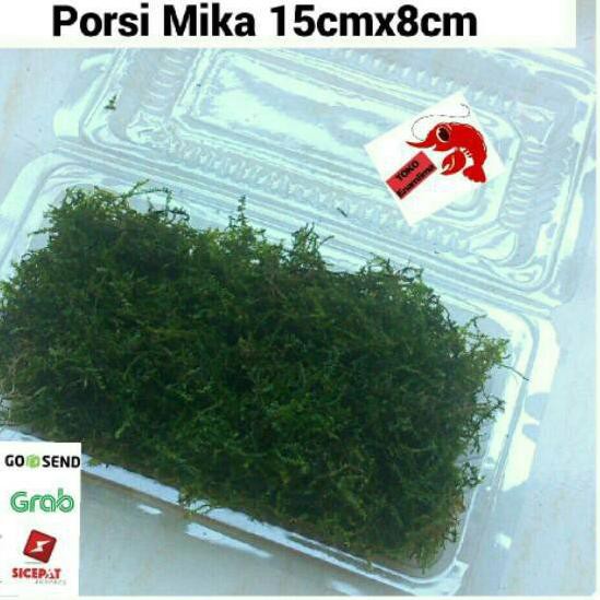 Penawaran Terbaik Tanaman air Aquascape Moss Weeping