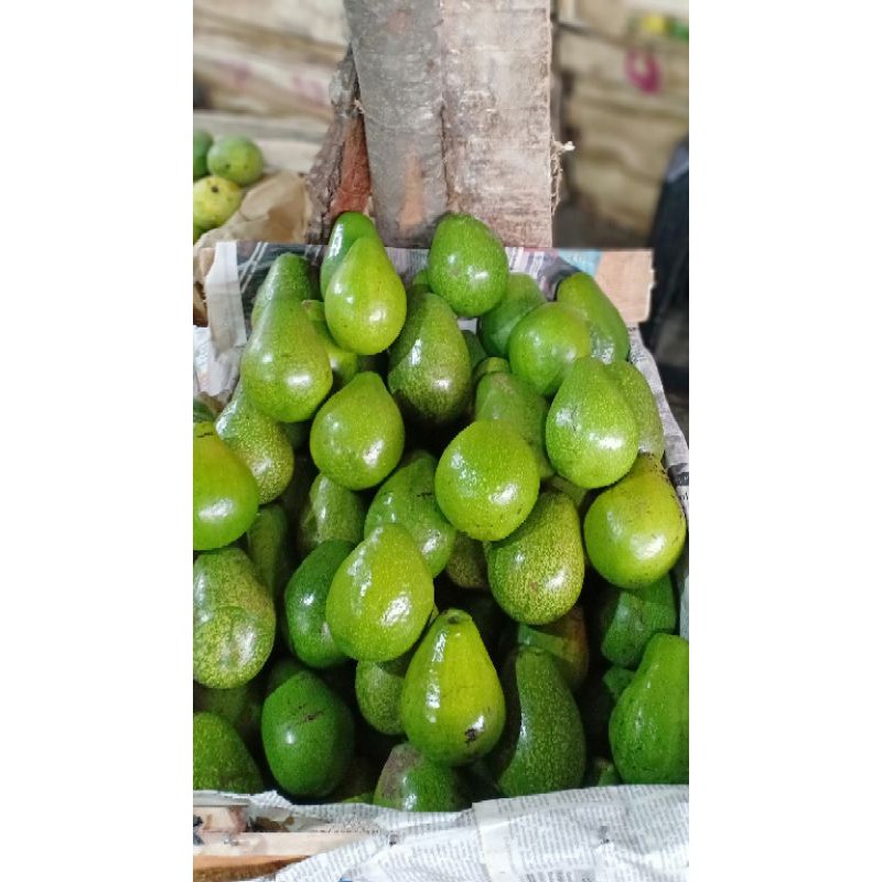

ALPUKAT 1 kg
